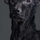 Illustration for article titled Portraits of abandoned dogs before being put down at a shelter